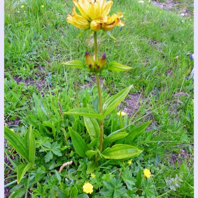 Fleurs, arbustes et arbres de montagne