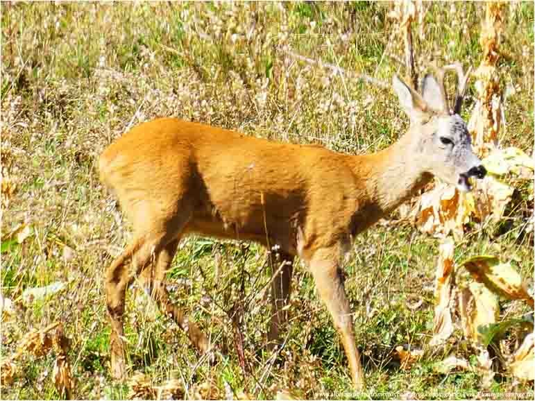 P1060658 190823 chevreuil brocard 