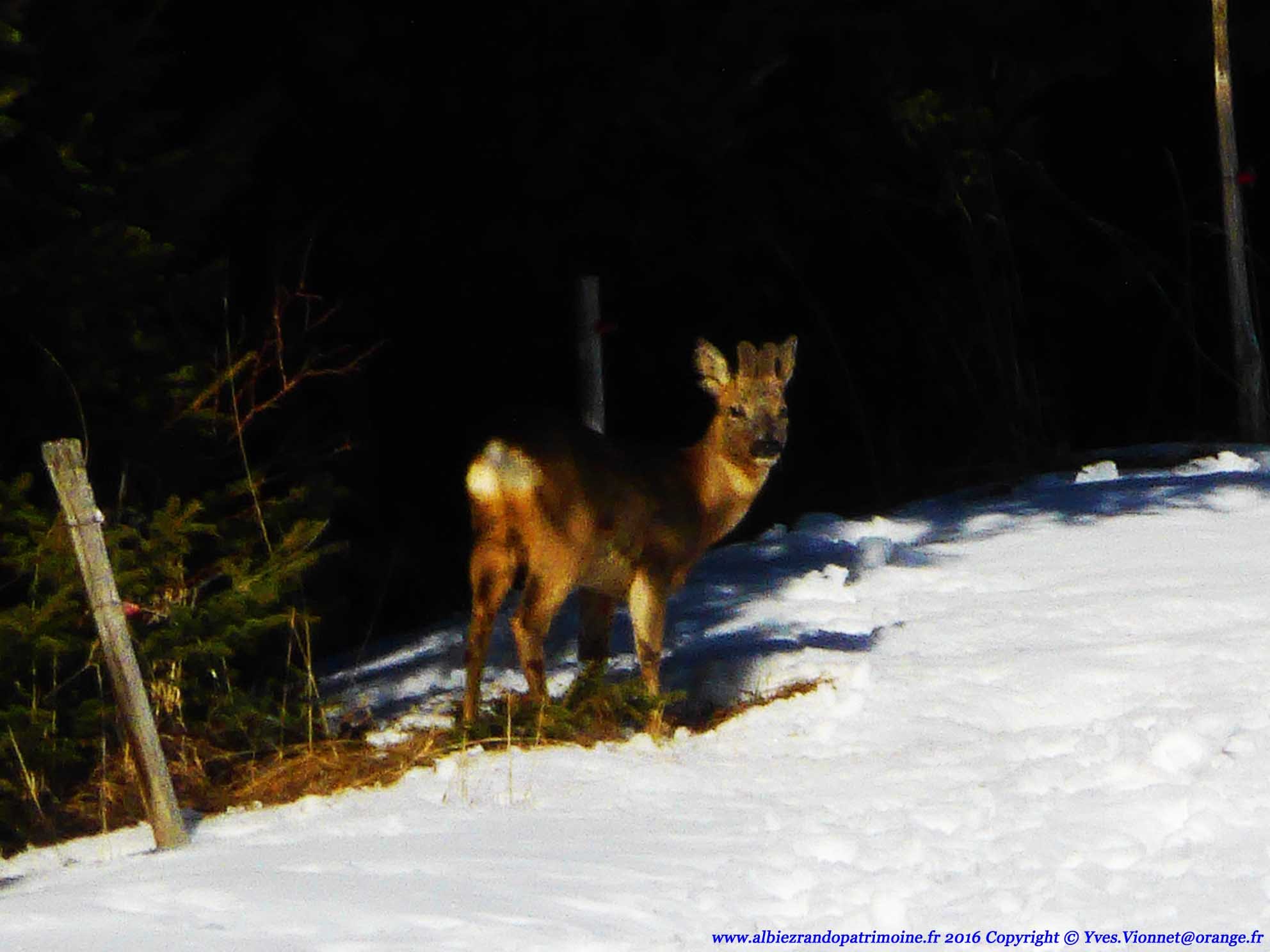 P1080644 160122 observtgrdfaun chevreuil 