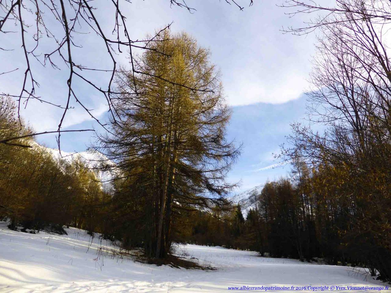 Rando raquette dans une splendide forêt de mélèze