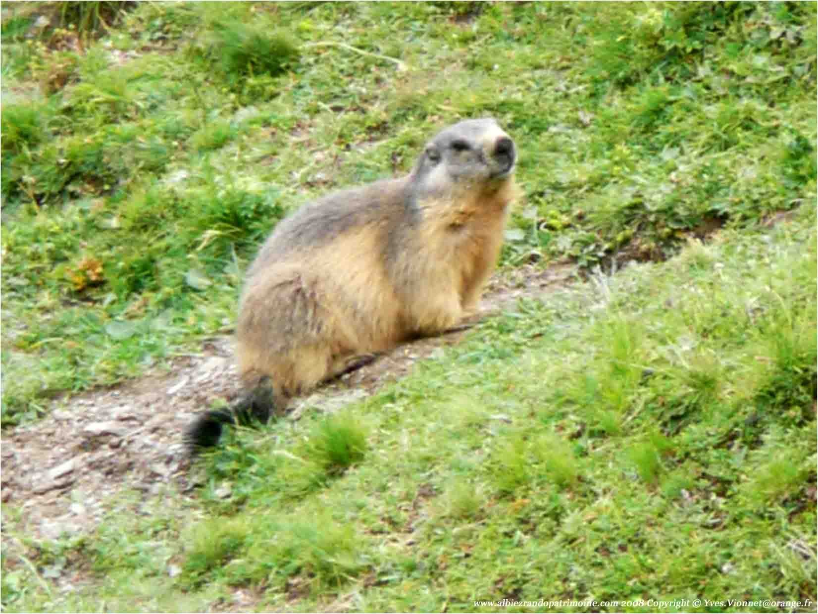 P1100967 080821 marmottesparcecrins 