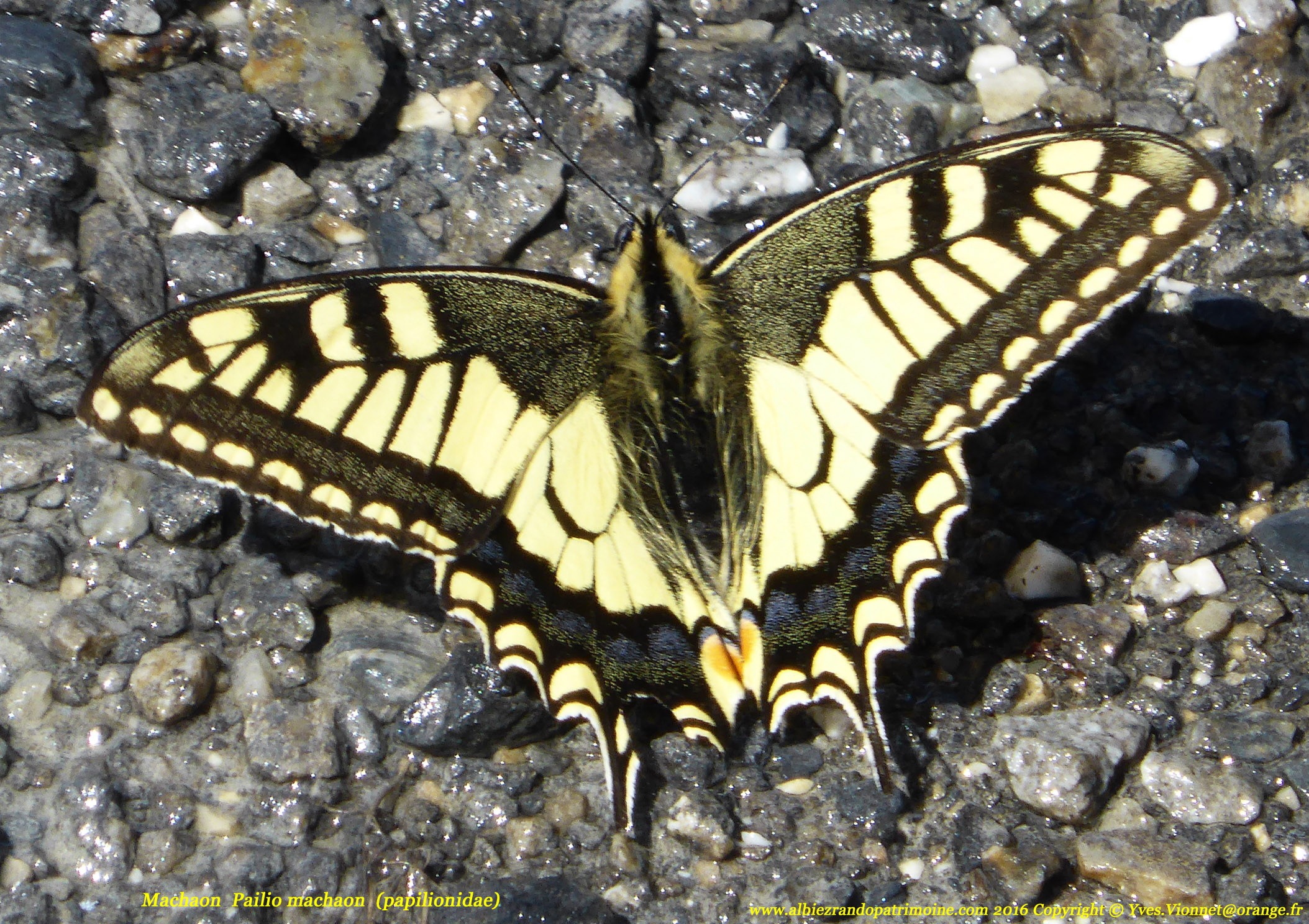 P1110352 160620 machaon