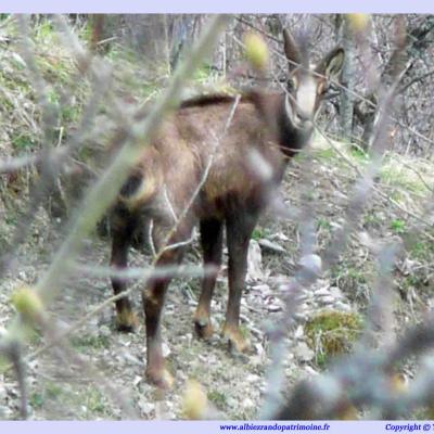 Observations chamois & marmottes