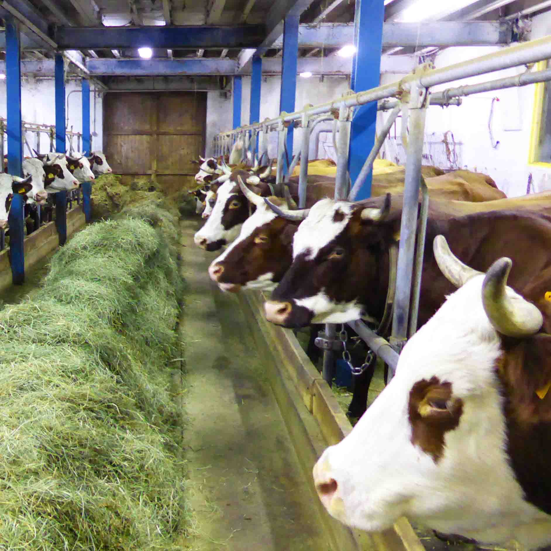 La traite des vaches en hiver, après une petite marche ou randonnée en raquettes, dégustation.