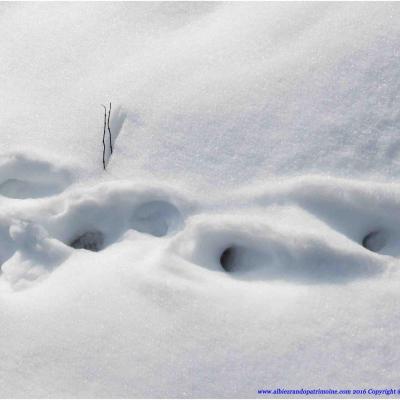 Les traces des animaux de montagne, vendredi