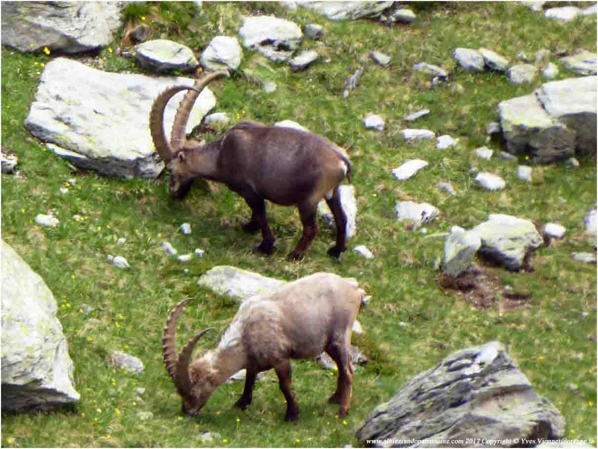 P1010026 180705 bouquetinsvanoise 