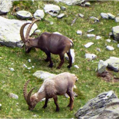 Parc National de la Vanoise rando privée tous les jours