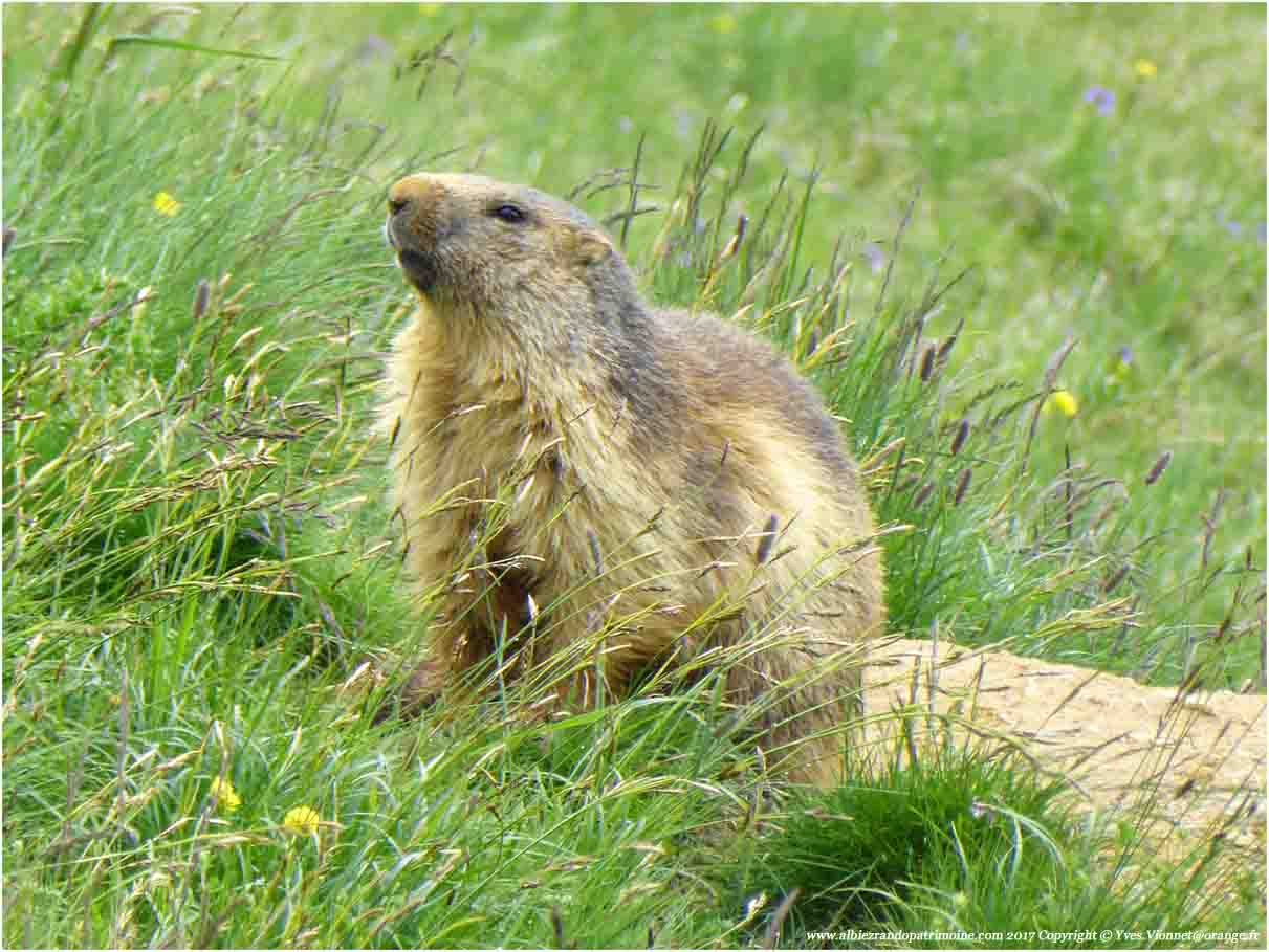 Rencontre avec les marmottes et les marmottons, découverte des particularités de leur vie sous terre