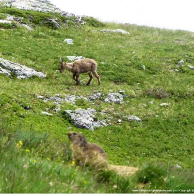 Parc National de la Vanoise rando privée tous les jours