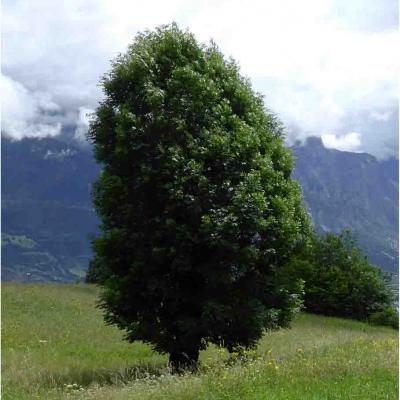 Plein d'énergie avec un arbre / Mercredi