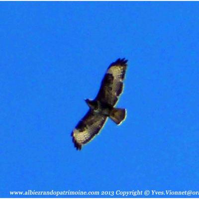 Observation des chamois, vendredi