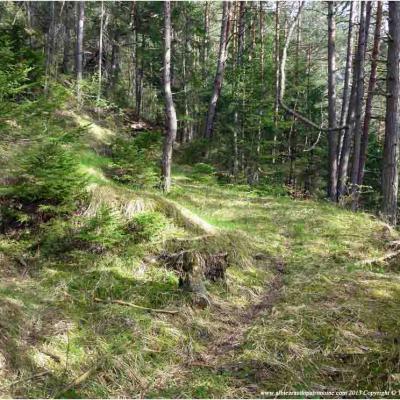 Bain de forêt, sylvothérapie / Lundi