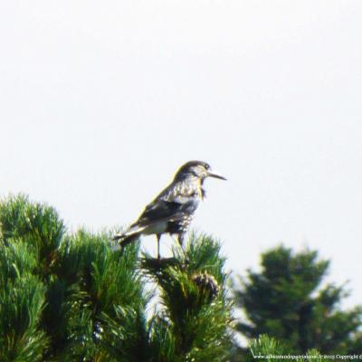 Observation des chamois, chevreuil / Mardi