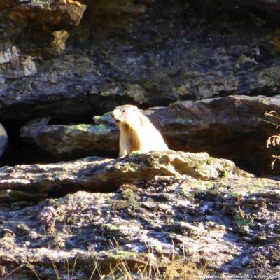 Observez la vie des marmottes / Jeudi