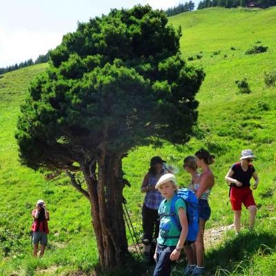 Plein d'énergie avec un arbre / Mercredi