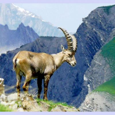 Observation des chamois, chevreuil / Mardi