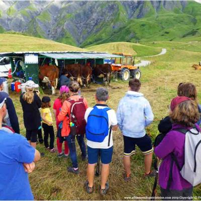 Petite balade gourmande, traite des vaches avec Yves à Albiez Mercredi