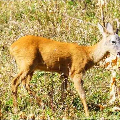 Observation des chamois, chevreuil / Mardi