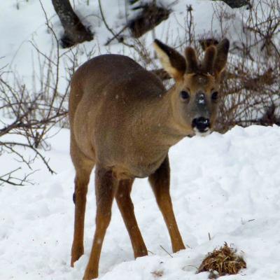 Observation des chamois, vendredi