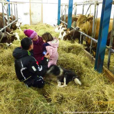 Petite balade gourmande à la ferme, la traite des vaches mercredi