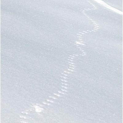 Les traces des animaux de montagne, vendredi