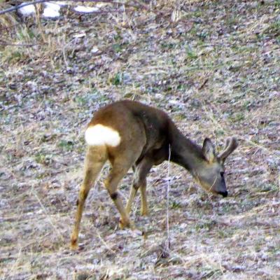 Observation des chamois, chevreuil / Mardi