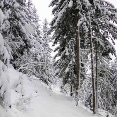 Rando raquettes en forêt, mardi