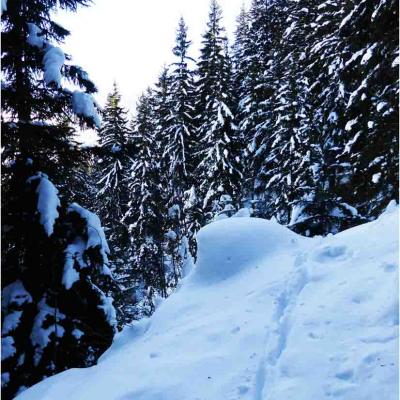 Rando trappeur en forêt, mercredi