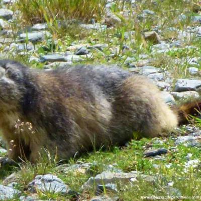 Observation des chamois, chevreuil / Mardi