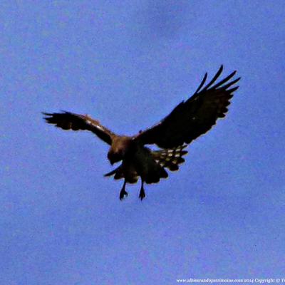 Les traces des animaux de montagne, vendredi