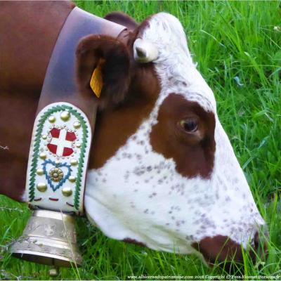 Rando en alpage et visite de la traite des vaches Albiez