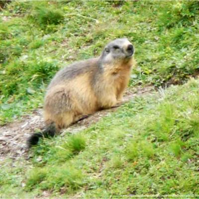 Observez la vie des marmottes / Jeudi