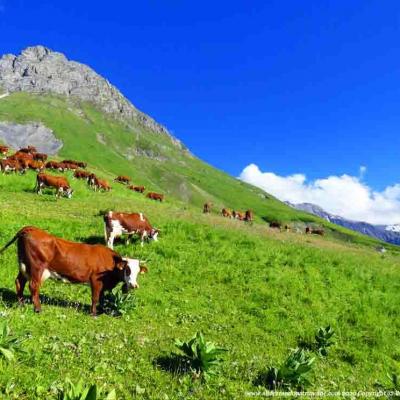 Rando en alpage et visite de la traite des vaches Albiez