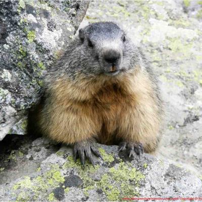 Observez la vie des marmottes / Jeudi