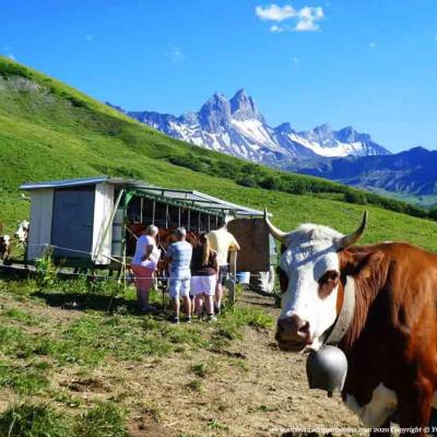 Rando en alpage et visite de la traite des vaches Albiez