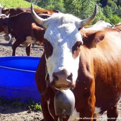 Rando en alpage et visite de la traite des vaches Albiez