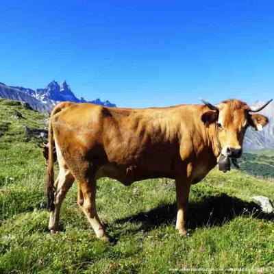 Rando en alpage et visite de la traite des vaches Albiez