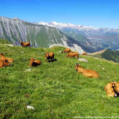 Rando en alpage et visite de la traite des vaches Albiez