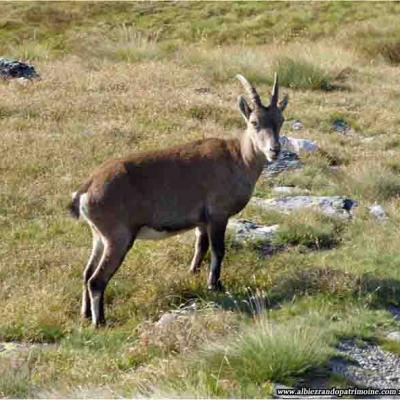 Tour de la Vanoise 5 jrs de randonnée en Maurienne