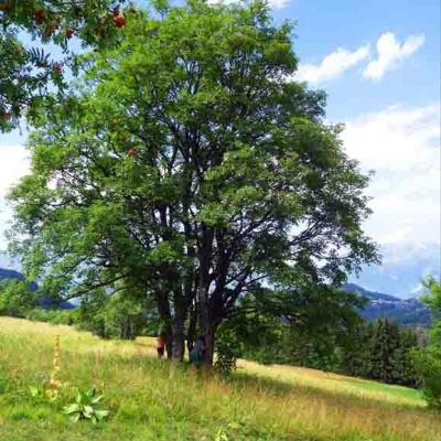 Plein d'énergie avec un arbre / Mercredi