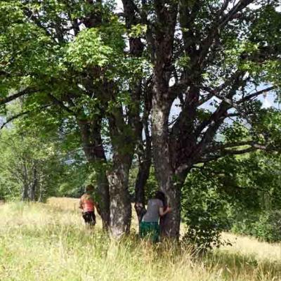 Plein d'énergie avec un arbre / Mercredi