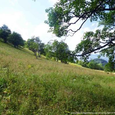 Plein d'énergie avec un arbre / Mercredi