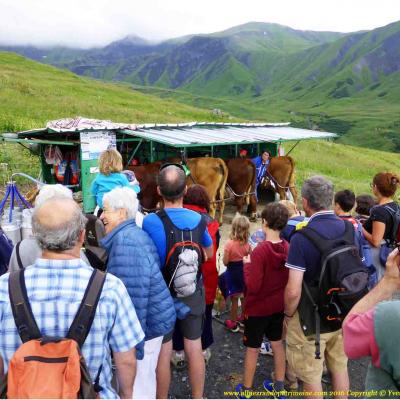 Rando en alpage et visite de la traite des vaches Albiez