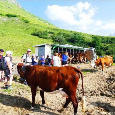 Rando en alpage et visite de la traite des vaches Albiez