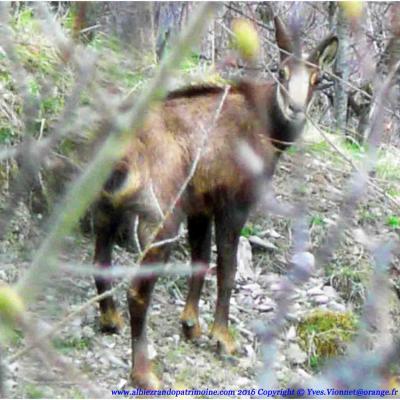 Observation des chamois, chevreuil / Mardi